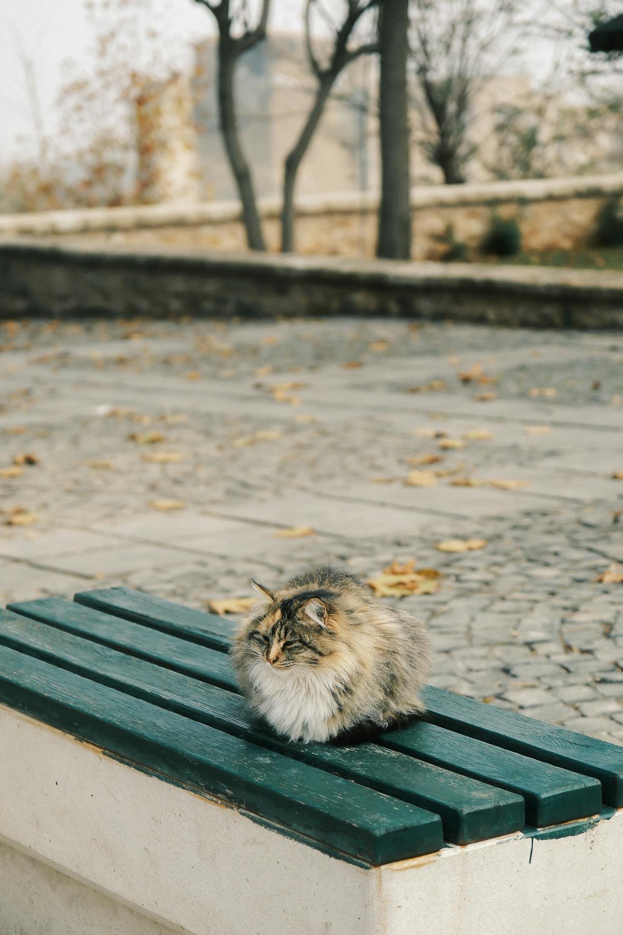 pexels-ebahir-34941792